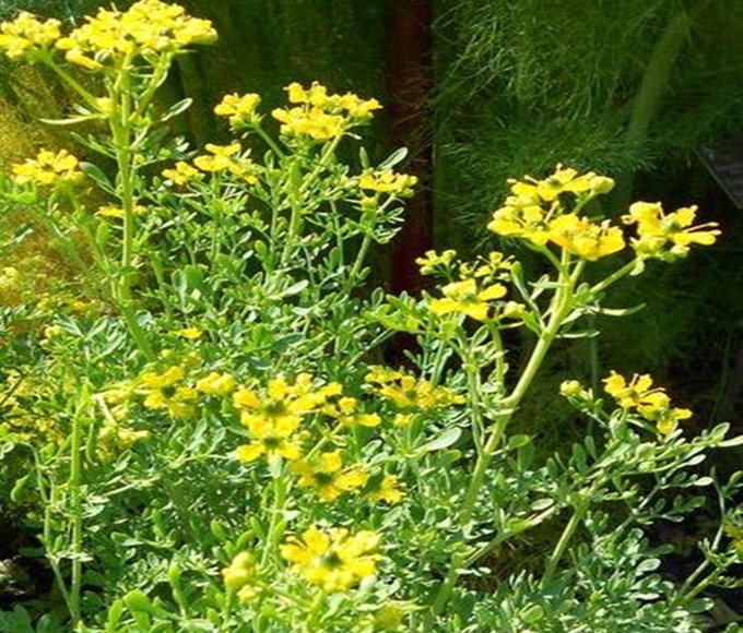 Cultive plantas que protegem e garantem a saúde do seu jardim