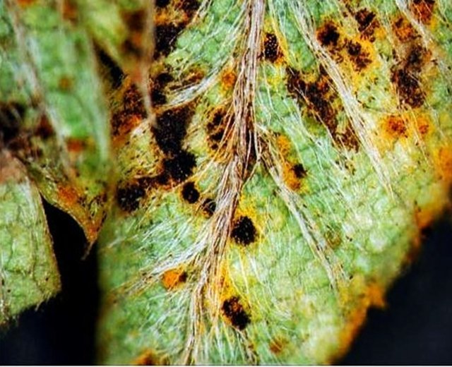 Conheça algumas doenças que podem afetar as suas plantas e aprenda a combatê-las