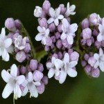 Valeriana