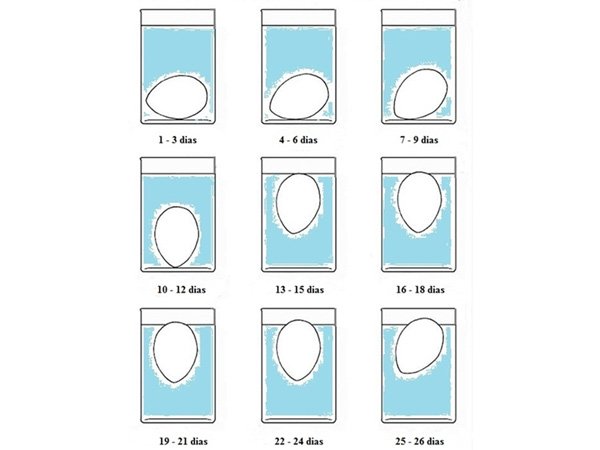 Como saber se os ovos ainda estão frescos e próprios para o consumo