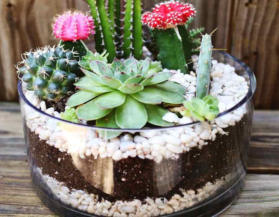 Como fazer um mini jardim de cactos