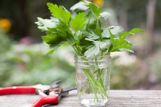 As melhores ervas para cultivar em casa